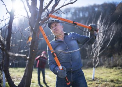 Potatura alberi – Tempi, tecniche e utensili giusti